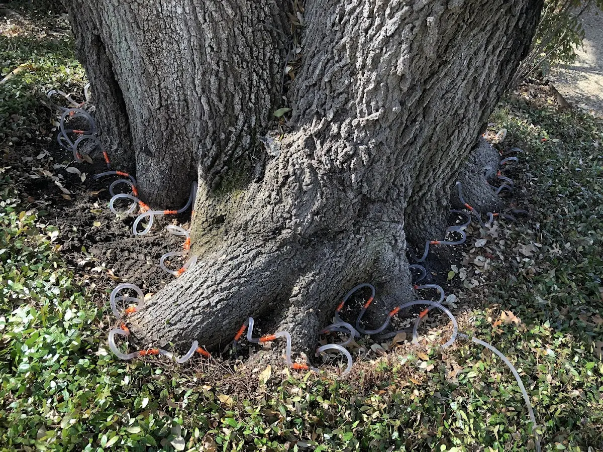 Detailed Tree Cabling and Bracing job site in Port Trevorton